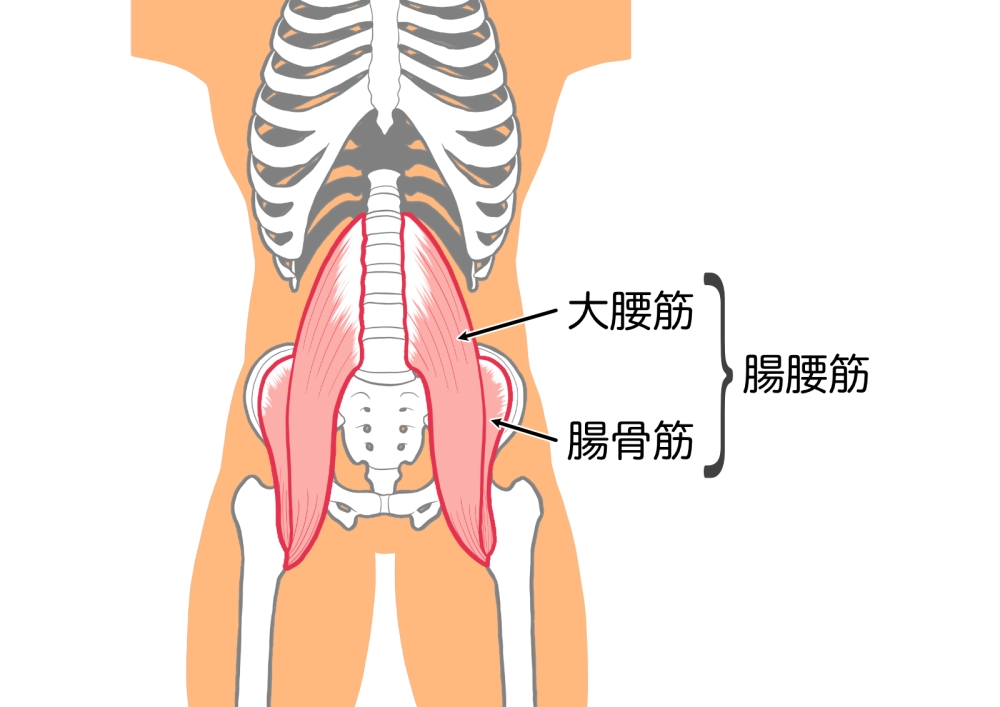 福島市で『腸腰筋が原因の腰痛』でお悩みでしたらヒロ整体院へ
