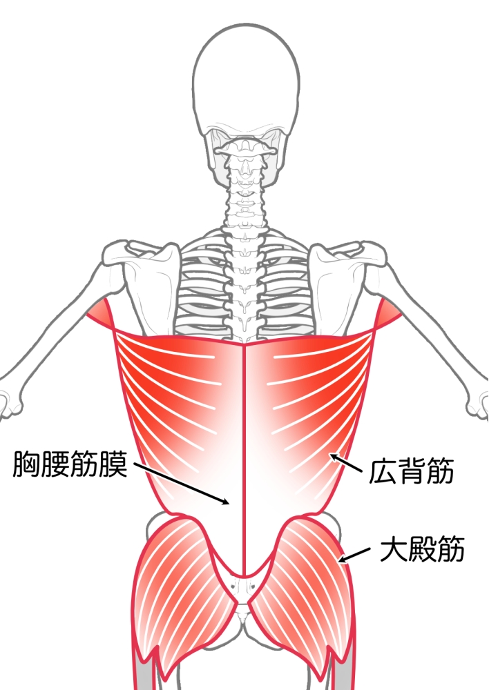 福島市で『広背筋が原因で起こる身体の不調』でお悩みでしたらヒロ整体院へ